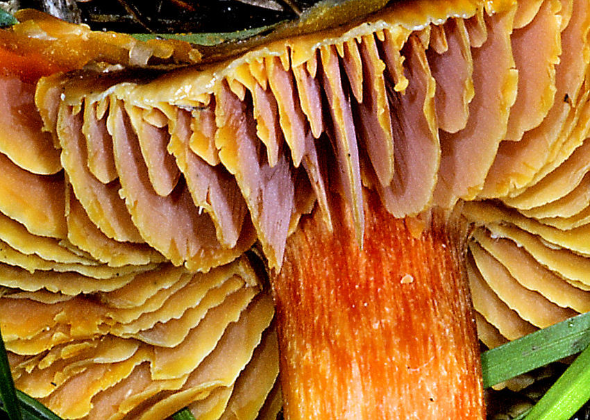 Hygrophoracee